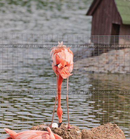 Фламинго (Phoenicopterus) поправляет яйцо в гнезде. Стоковое фото, фотограф Алёшина Оксана / Фотобанк Лори