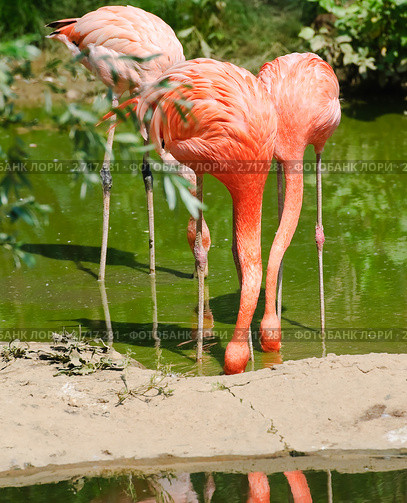 Фламинго (Phoenicopterus) с опущенными головами. Стоковое фото, фотограф Алёшина Оксана / Фотобанк Лори