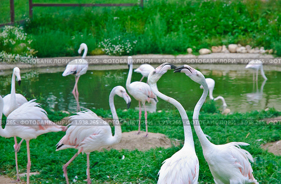 Фламинго розовый в парке птиц "Воробьи". (Phoenicopterus roseus) (2010 год). Редакционное фото, фотограф Алёшина Оксана / Фотобанк Лори