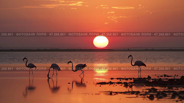 Flamingos wade in calm water during a serene sunset, vibrant orange sky reflecting on the water, showcasing peaceful nature. Стоковое AI-изображение, AI-художник Александра Рублева / Фотобанк Лори