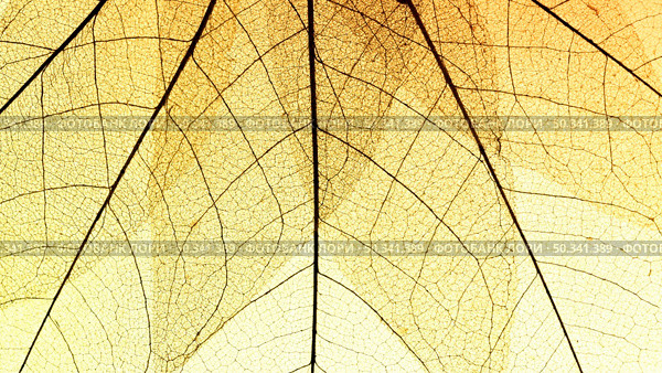 flat lay transparent leaves. Стоковое фото, агентство Ingram Publishing / Фотобанк Лори