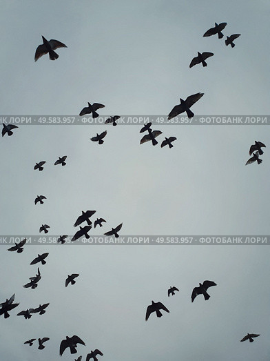 Flock of migratory birds flying over head against the cloudy autumn sky background. Birds silhouettes, nature wildlife. Fall season scene. Стоковое фото, агентство Ingram Publishing / Фотобанк Лори