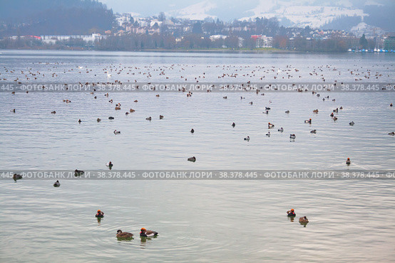 Flock of red-crested pochard (Netta rufina) winters on Lake Lucerne in the Swiss Alps. Стоковое фото, фотограф Юлия Бабкина / Фотобанк Лори