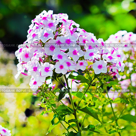 Флокс (Phlox) — род красивоцветущих травянистых растений семейства Синюховые (Polemoniaceae). Соцветие крупно. Стоковое фото, фотограф Евгений Мухортов / Фотобанк Лори