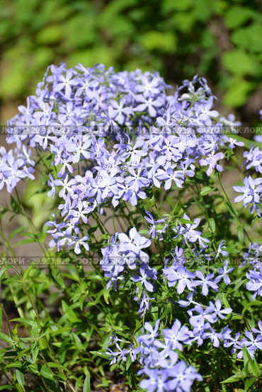 Флокс растопыренный (Phlox divaricata L.). Цветение. Стоковое фото, фотограф Ирина Борсученко / Фотобанк Лори