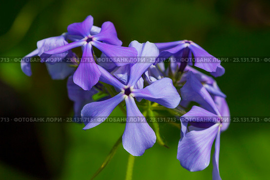Флокс растопыренный - вид рода Флокс (Phlox divaricata) семейства Синюховые (Polemoniaceae).Неприхотливый травянистый многолетник. Стоковое фото, фотограф Евгений Мухортов / Фотобанк Лори
