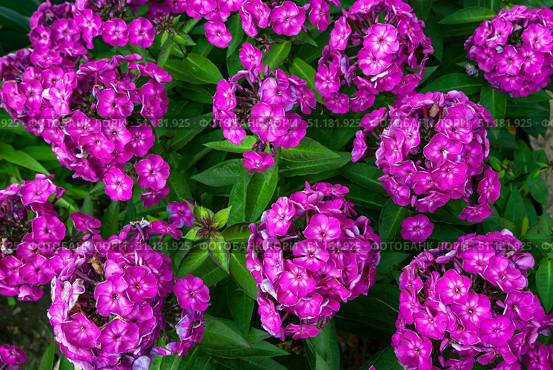 Флоксы  (лат. Phlox) Стоковое фото, фотограф Зобков Юрий / Фотобанк Лори