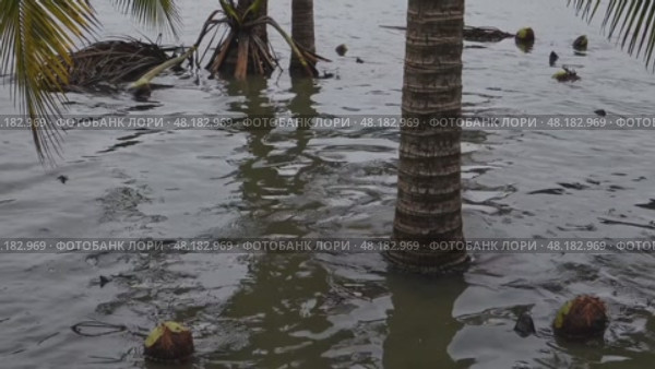 Flooded coconut plantation after extreme weather event. Coconut trees submerged in floodwaters after abnormal weather, symbolizing crop destruction and climate-related agricultural disaster. Стоковое AI-видео, аниматор Башкирова Анна / Фотобанк Лори