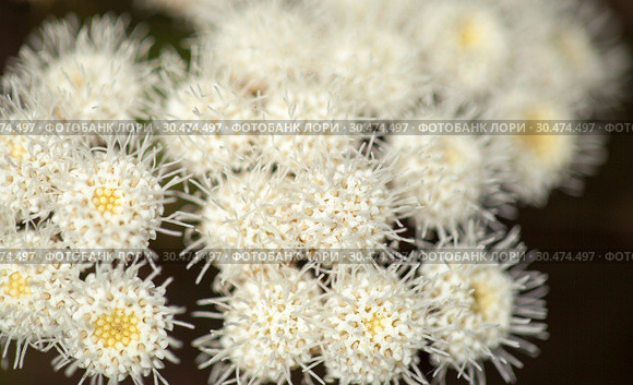 Flora of Gran Canaria - Ageratina adenophora. Стоковое фото, фотограф Tamara Kulikova / Фотобанк Лори