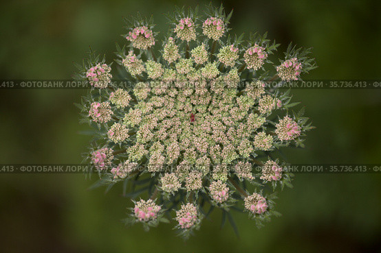 Flora of Gran Canaria - Daucus carota, wild carrot white flowers natural macro floral background. Стоковое фото, фотограф Tamara Kulikova / Фотобанк Лори