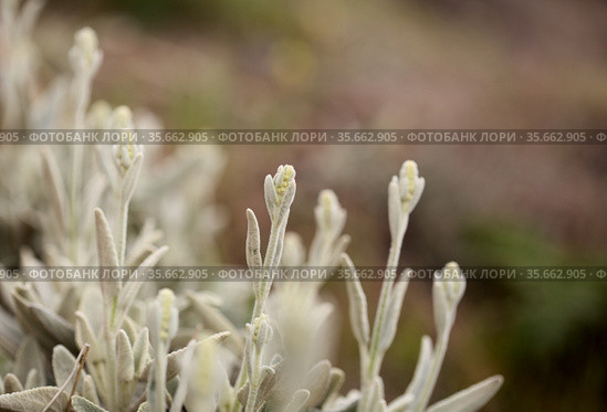 Flora of Gran Canaria - Sideritis dasygnaphala, white mountain tea of Gran Canaria, endemic, natural macro floral background. Стоковое фото, фотограф Tamara Kulikova / Фотобанк Лори