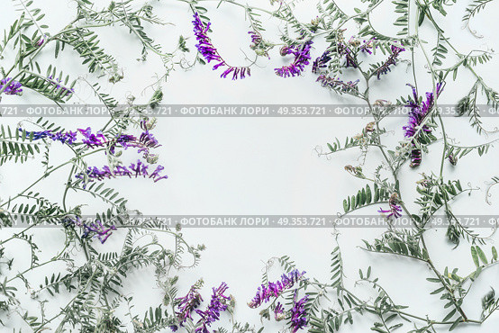 Floral frame made of wild flowers on white background. Summer concept. Flat lay, top view. Floral design and purple flowers arrangement . Mouse pea. Vetch multicolor (Vicia cracca) Стоковое фото, агентство Ingram Publishing / Фотобанк Лори