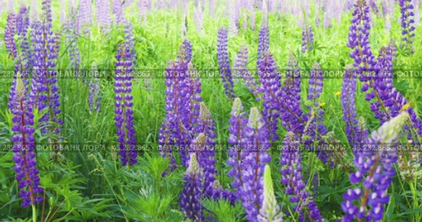 Flower field of beautifully blooming purple lupins. Стоковое видео, видеограф Сергей Чайко / Фотобанк Лори