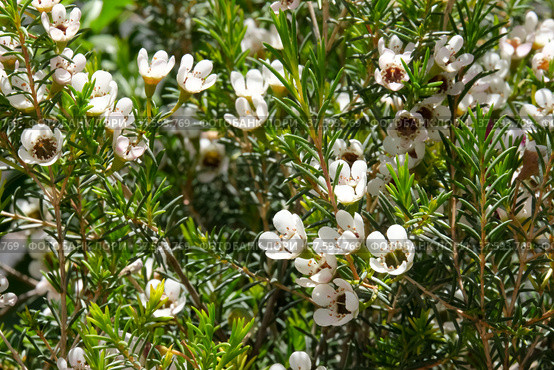 Flowering evergreen shrub Chamelacium (Chamelaucium) Стоковое фото, фотограф Irina Opachevsky / Фотобанк Лори
