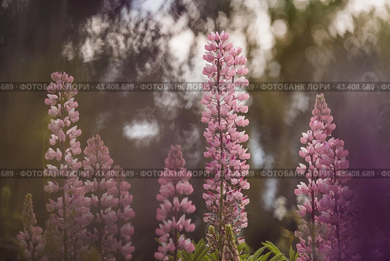 Flowering Lupin (Lupinus polyphyllus). Blooming field large-leaved lupines or garden lupines in early summer, close-up with selective focus. Стоковое фото, фотограф Photojuli / Фотобанк Лори