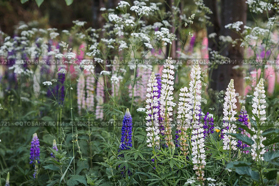 Flowering Lupin (Lupinus polyphyllus). Blooming field large-leaved lupines or garden lupines in early summer, close-up with selective focus. Стоковое фото, фотограф Photojuli / Фотобанк Лори