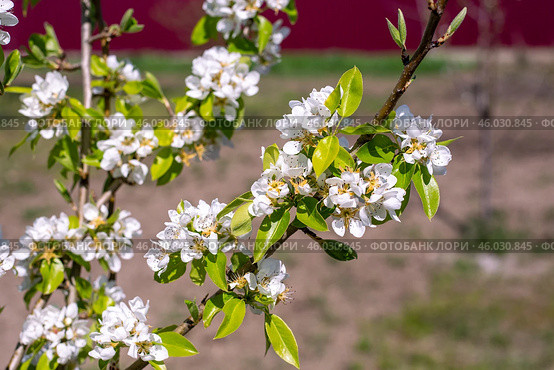 Flowering of a young pear tree of the Abbot variety in the garden in spring. White flowers on branches with leaves, close-up. Стоковое фото, фотограф Коханова Наталья / Фотобанк Лори
