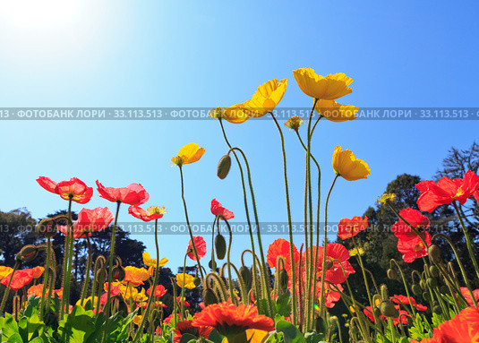 flowers. Стоковое фото, фотограф Mariusz Blach / PantherMedia / Фотобанк Лори