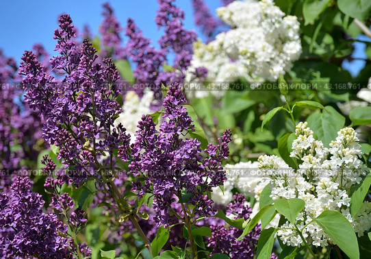 Flowers of purple and white double-flowered cultivar lilac (syringa) against blue sky. Стоковое фото, фотограф Алексей Антипов / Фотобанк Лори