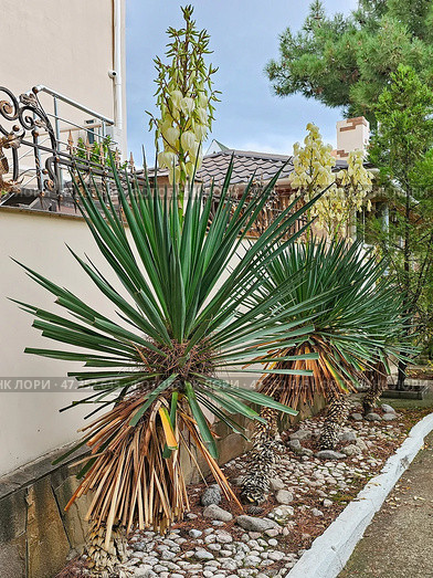 Flowers Yucca filamentosa in front of the south villa. Стоковое фото, фотограф Саблин Станислав / Фотобанк Лори