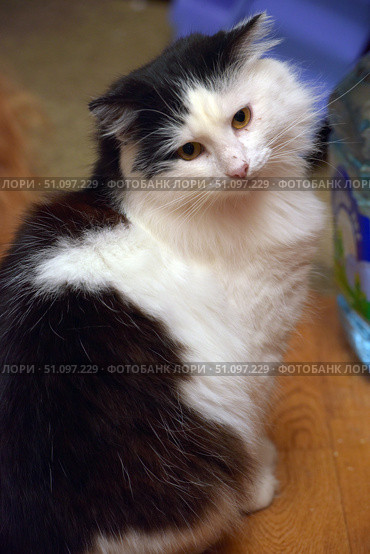 Fluffy black and white cat with expressive yellow eyes. The animal is sitting on the floor and slightly tilted its head, creating the impression of thoughtfulness or curiosity. The fur is thick and soft, the contrast between the white and black color emphasizes the expressiveness of the silhouette. In the background, you can see details of the home environment: plastic containers and some furniture. The atmosphere of the photo is homey and cozy, emphasizing the individuality of the pet and the warmth of communication with animals. Стоковое фото, фотограф Анна Кривицкая / Фотобанк Лори