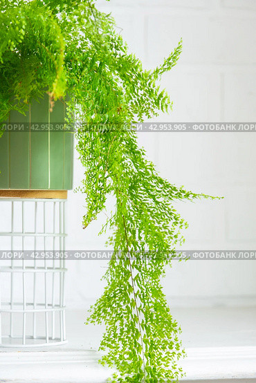 Fluffy fern in a white loft-style interior. Nephrolepis Marisa is a varietal ornamental fern. Стоковое фото, фотограф Ольга Симонова / Фотобанк Лори