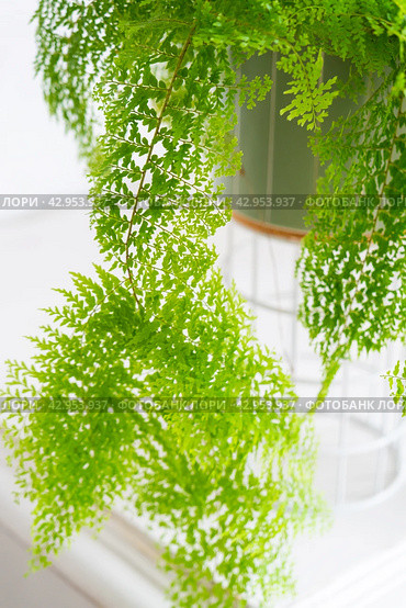 Fluffy fern in a white loft-style interior. Nephrolepis Marisa is a varietal ornamental fern. Стоковое фото, фотограф Ольга Симонова / Фотобанк Лори