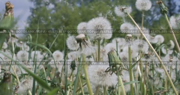Fluffy Seeds dandelions Flying Over the Clearing. Стоковое видео, видеограф Андрей Армягов / Фотобанк Лори