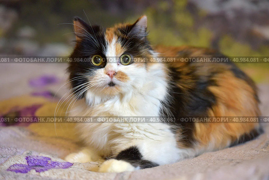 Fluffy tricolor cat mestizo persian on the sofa at home. Стоковое фото, фотограф Анна Кривицкая / Фотобанк Лори