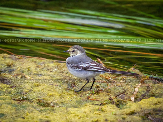Fluffy white wagtail  posing for the camera. Стоковое фото, фотограф Саблин Станислав / Фотобанк Лори