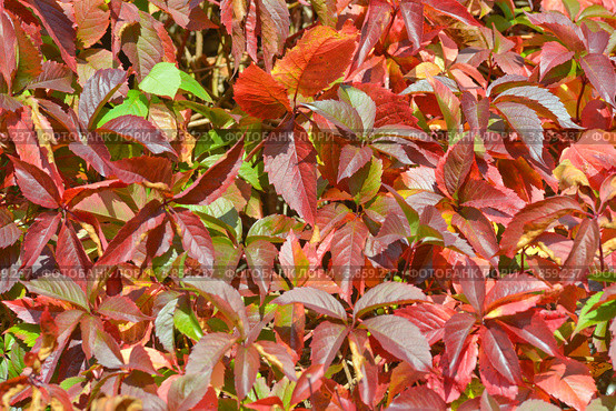 Фон. Девичий виноград пятилисточковый (Parthenocissus quinquefolia) Стоковое фото, фотограф Александр Алексеев / Фотобанк Лори