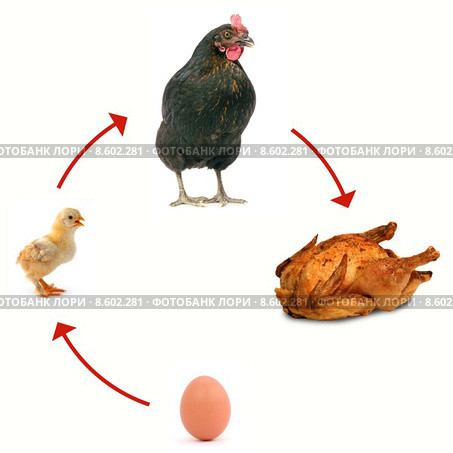 food life nutrition bird living. Стоковое фото, фотограф Juergen Buettner / PantherMedia / Фотобанк Лори