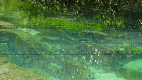 Форель под водой в ручье. Стоковое видео, видеограф Михаил Коханчиков / Фотобанк Лори