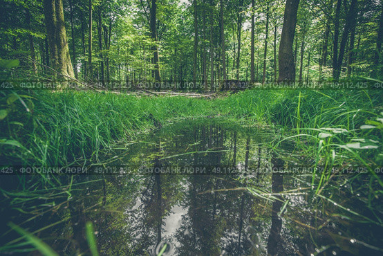 Forest puddle with water reflection in the woods. Стоковое фото, агентство Ingram Publishing / Фотобанк Лори