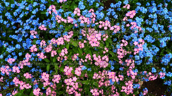 Forget-me-nots. Myosotis flowering plants in the family Boraginaceae. Forget-me-nots or scorpion grasses. Myosotis alpestris small flowers for decorating lawns and flower beds. Garden landscaping. Стоковое фото, фотограф Юлия Петровская / Фотобанк Лори