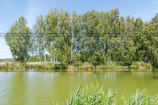 Фрагмент острова с березами (2019 год). Стоковое фото, фотограф Алёшина Оксана / Фотобанк Лори