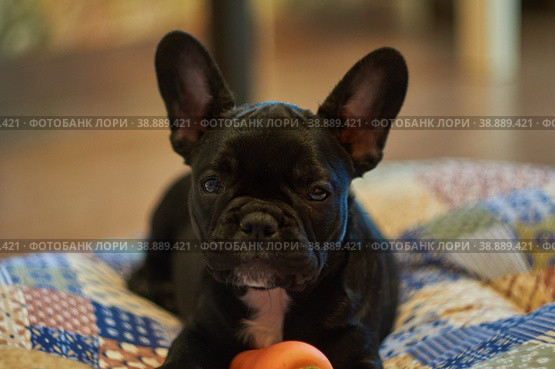 French bulldog lies on a pillow and plays with a toy carrot. Cute black dog. Стоковое фото, фотограф Степан Хаджи / Фотобанк Лори