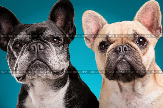 French bulldogs isolated over blue background, retouched. Стоковое фото, агентство Ingram Publishing / Фотобанк Лори