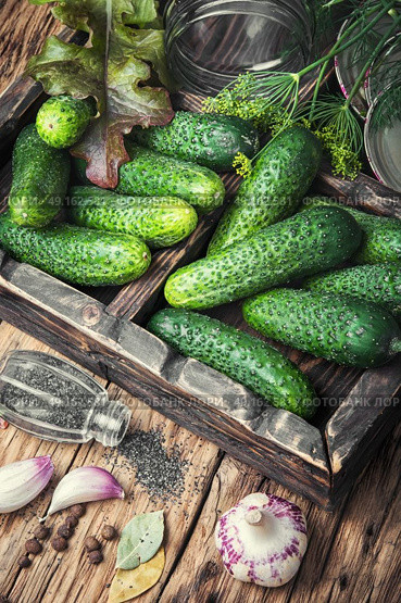 Fresh cucumbers for pickling. Стоковое фото, агентство Ingram Publishing / Фотобанк Лори