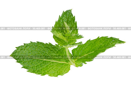 Fresh mint leaves isolated on white background. Стоковое фото, агентство Ingram Publishing / Фотобанк Лори