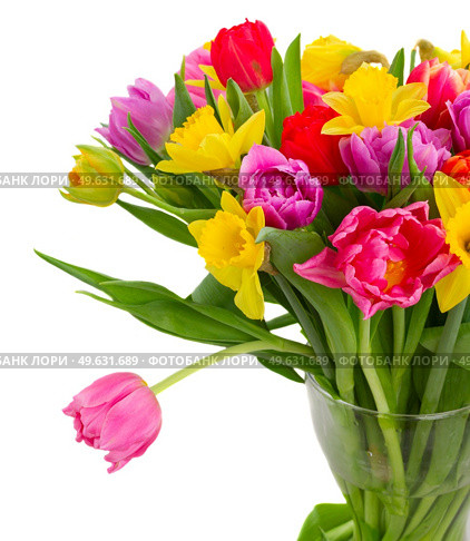 fresh pink, purple and red  tulips and daffodils close up  isolated on white background. bouquet of   tulips and daffodils. Стоковое фото, агентство Ingram Publishing / Фотобанк Лори