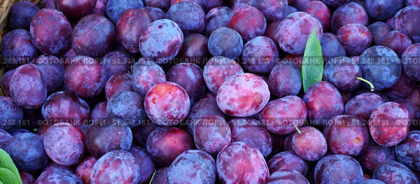 Fresh purple plums forming a colorful banner at farmers market. Стоковое фото, фотограф Дмитрий Цветков / Фотобанк Лори