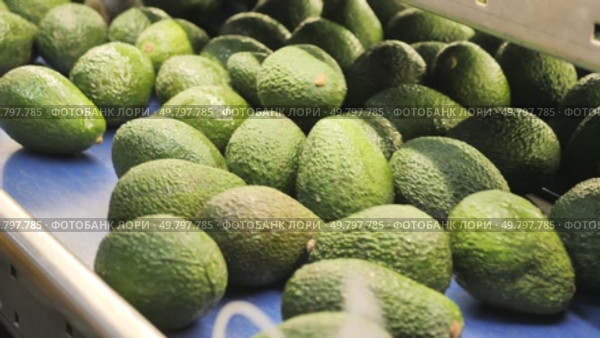 Fresh ripe appetizing avocado running on rolling conveyor of production line. Стоковое видео, видеограф Яков Филимонов / Фотобанк Лори