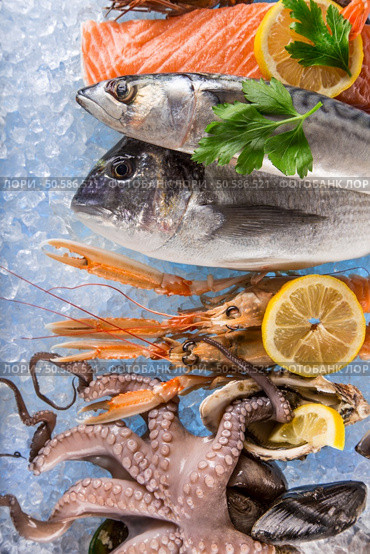 Fresh seafood on crushed ice, close-up.. Fresh seafood on crushed ice. Стоковое фото, агентство Ingram Publishing / Фотобанк Лори