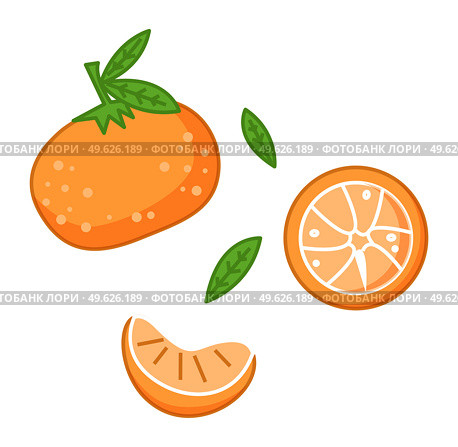 Fresh tangerines with green leaves vector illustration. Orange citrus fruit ripe mandarin on white background. Set with whole fruit and a half, a piece, juicy lobule. Vitamin organic tropical food. Fresh tangerines with green leaves vector illustration. Orange citrus fruit ripe mandarin. Стоковая иллюстрация, агентство Ingram Publishing / Фотобанк Лори