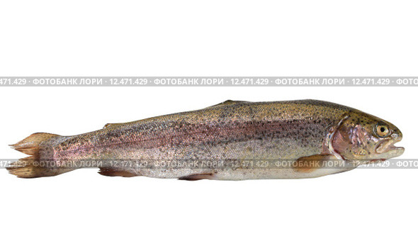 Fresh trout. Стоковое фото, фотограф Alena Dvorakova / Smarterpix / Фотобанк Лори