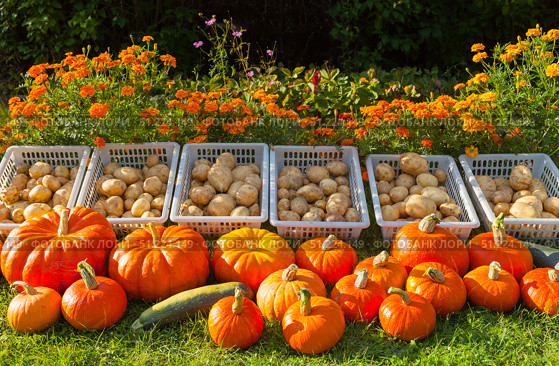Freshly harvested organic orange pumpkins and potatoes on a green lawn next to a flower bed with bright marigold flowers in a kitchen garden on a sunny autumn day. Seasonal gardening concept. Стоковое фото, фотограф Виктория Катьянова / Фотобанк Лори