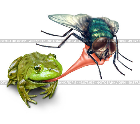 Frog catching bug with a sticky tongue shooting out as a nature concept of the natural cycle of life where a green amphibian eats a fly insect for survival on a white background. Стоковое фото, агентство Ingram Publishing / Фотобанк Лори
