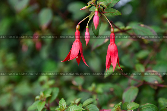 Fuchsia magellanica with striking pink and purple flowers, a hardy ornamental species in the Onagraceae family, grown in temperate gardens. Стоковое фото, фотограф Татьяна Терехина / Фотобанк Лори
