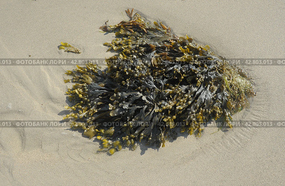 Фукус (Fucus) на морском берегу. Стоковое фото, фотограф Иванова Анастасия / Фотобанк Лори